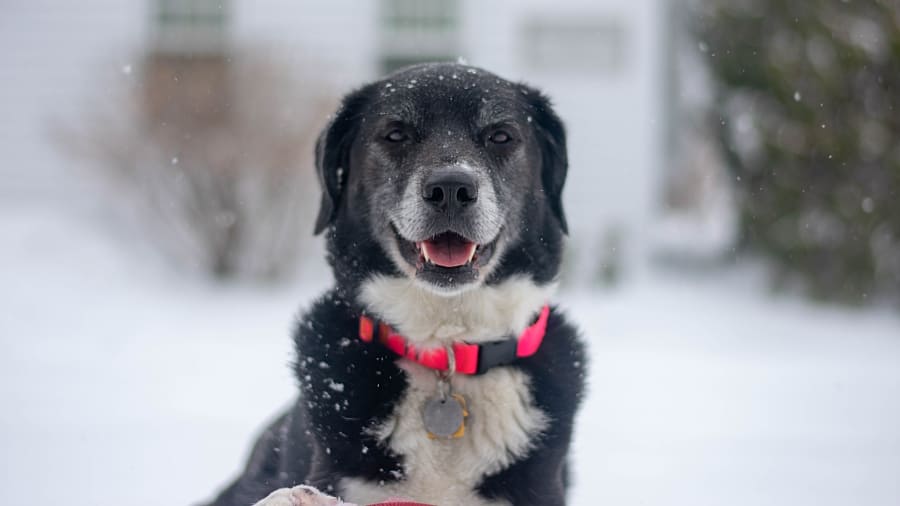 Sicherheit im Winter beim Hundespaziergang Hund will im Winter nicht raus was tun